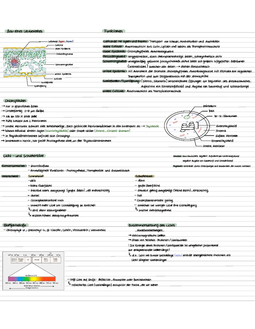 Photosynthese