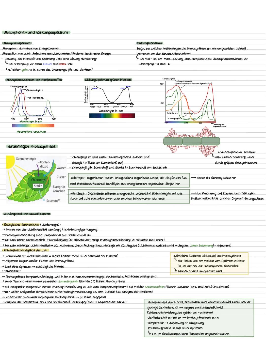 Bau eines Laubblattes
P
Chloroplasten
→nur in pflanzlichen Zellen
→Linsenförmig 2-8 μm Größe
→ bis zu 200 in einer Zelle
→Hülle besteht aus