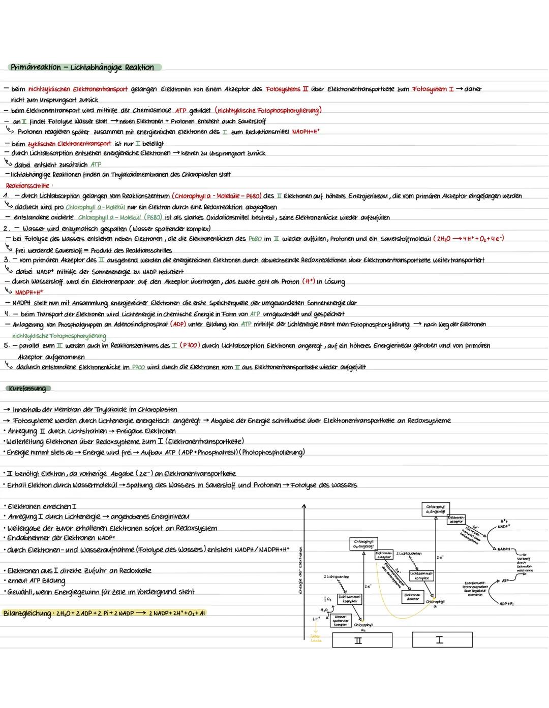 Bau eines Laubblattes
P
Chloroplasten
→nur in pflanzlichen Zellen
→Linsenförmig 2-8 μm Größe
→ bis zu 200 in einer Zelle
→Hülle besteht aus