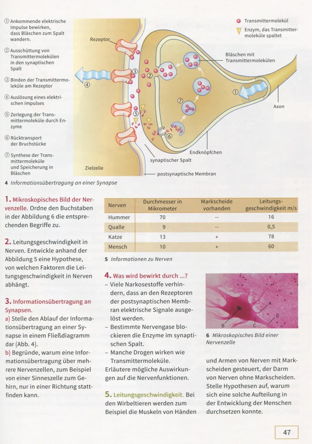 1. Ankommende elektrische Impulse bewirken, dass Bläschen zum Spalt wandern.
2. Ausschüttung von Transmittermolekülen in den synaptischen Sp