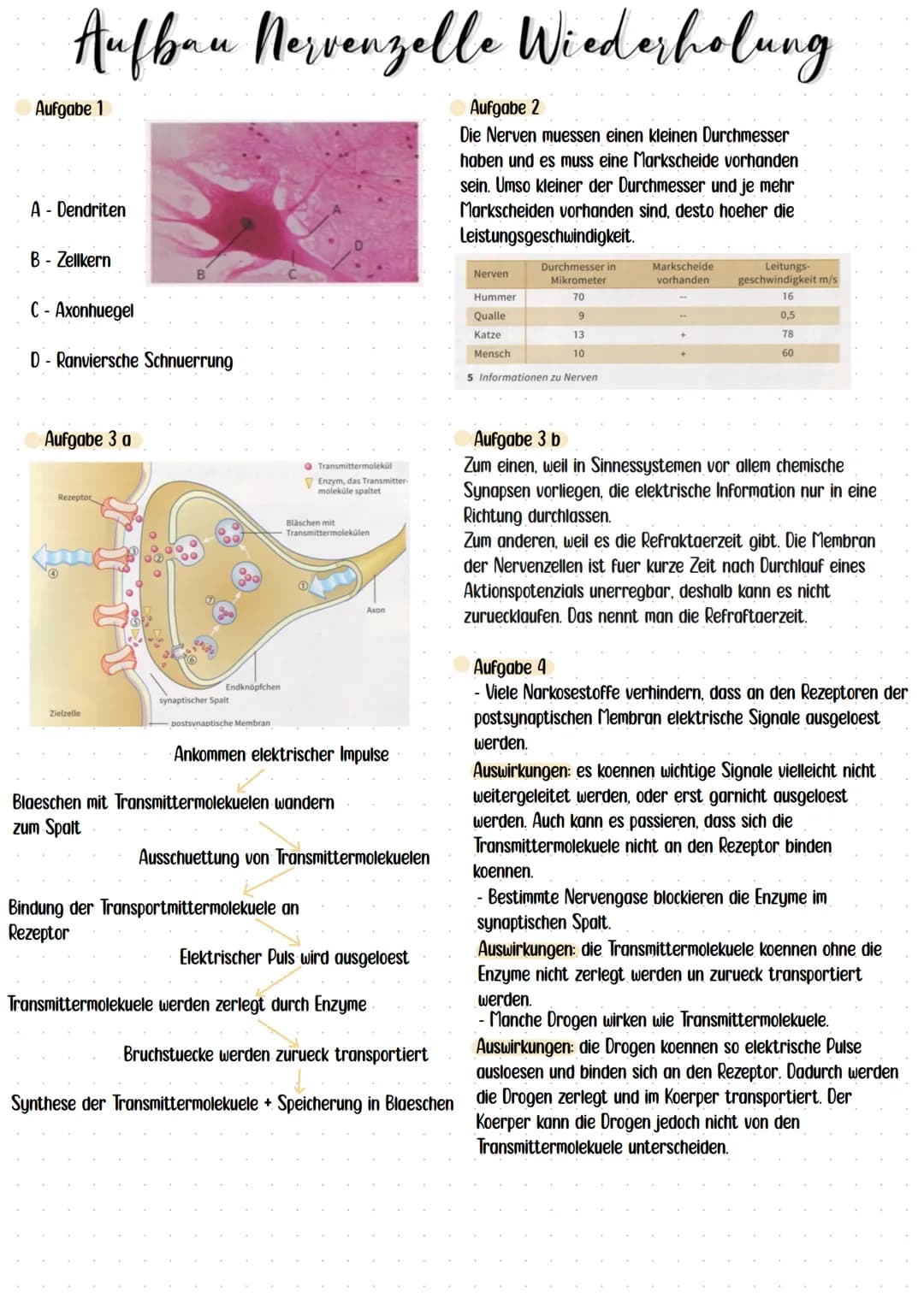 1. Ankommende elektrische Impulse bewirken, dass Bläschen zum Spalt wandern.
2. Ausschüttung von Transmittermolekülen in den synaptischen Sp