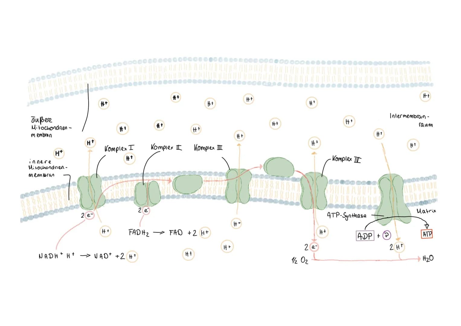außere Mitochondrienmembran
innere Mitochondrienmembran
Komplex I
Komplex II
Komplex III
Intermembranraum
Matrix
ATP-Synthase
$H^+$
$2 e^-$