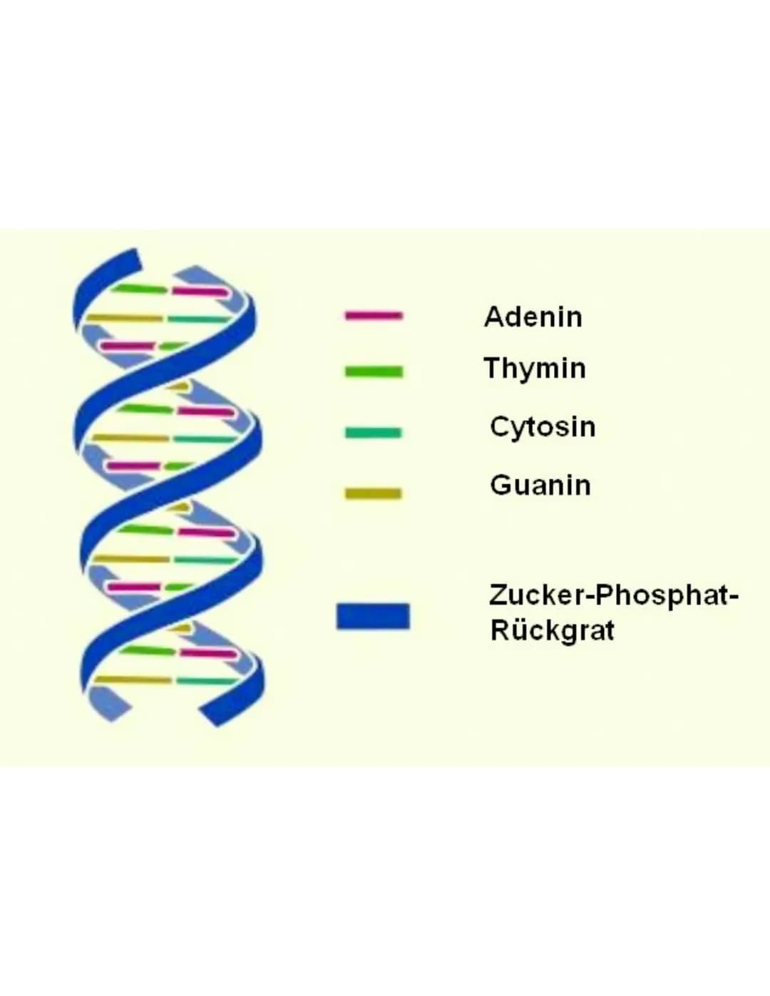 # DNA
## Aufbau:
Nucleotiden
- Phosphatgruppe
- Zuckermax-molekül (Desoxyribose)
- Base: Guanin (G)
- Thymin (T)
- Adenin (A)
- Cytos