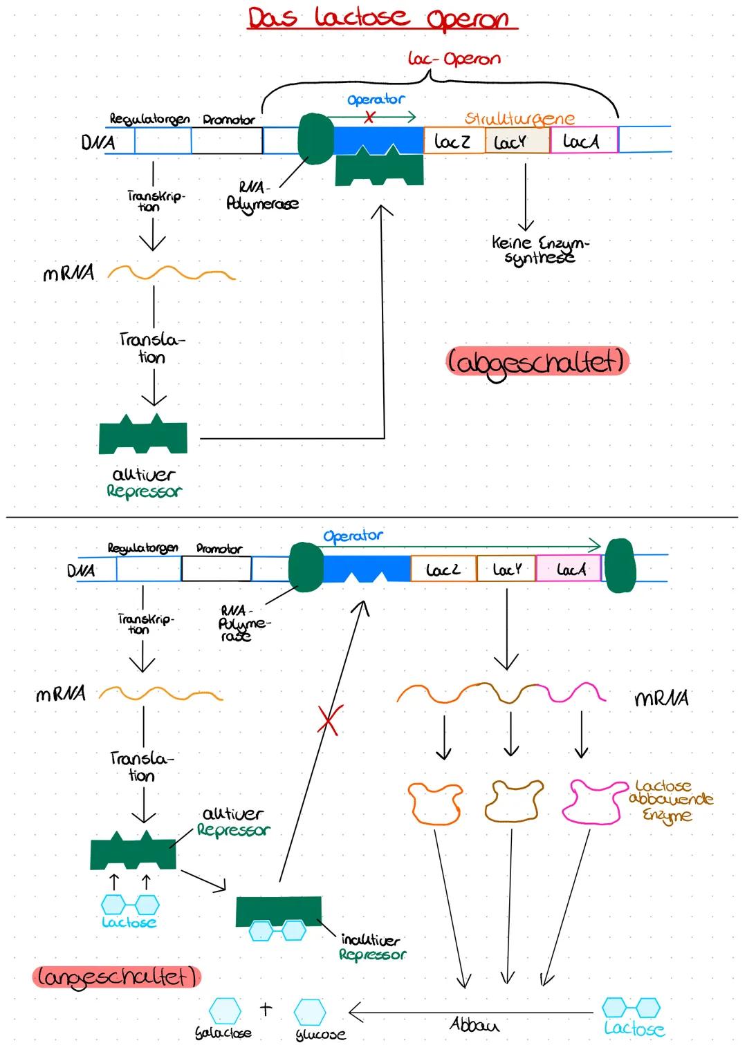 DWA
mRNA
DVA
mRNA
Regulatorgen Promotor
Transkrip-
tion
Transla-
tion
autiver
Repressor
Regulatorgen Promotor
Transkrip-
tion
Transla-
tion