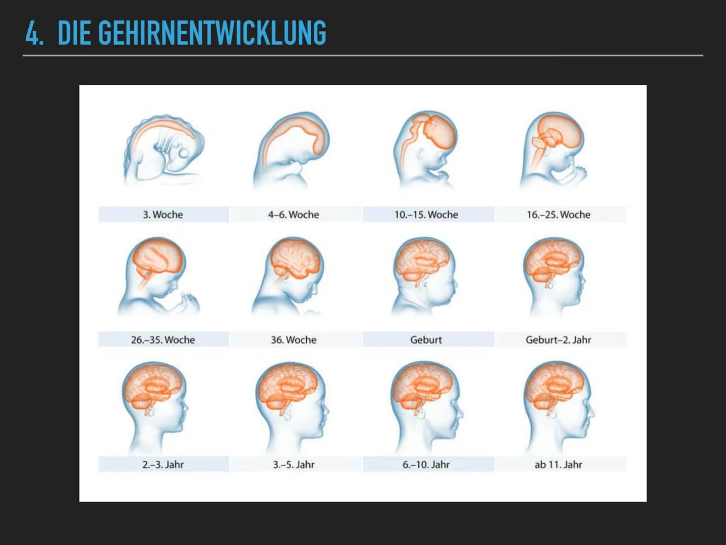 <h2>Allgemeines zum Gehirn</h2>
<p>Das menschliche Gehirn wiegt ungefähr 1400 Gramm und steuert nahezu alle lebenswichtigen Funktionen. Es