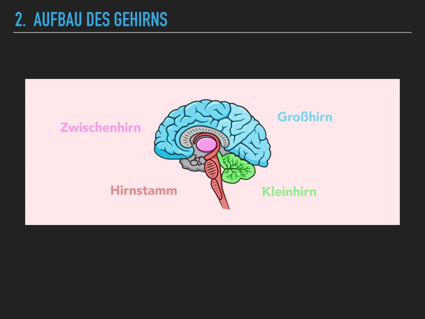 <h2>Allgemeines zum Gehirn</h2>
<p>Das menschliche Gehirn wiegt ungefähr 1400 Gramm und steuert nahezu alle lebenswichtigen Funktionen. Es