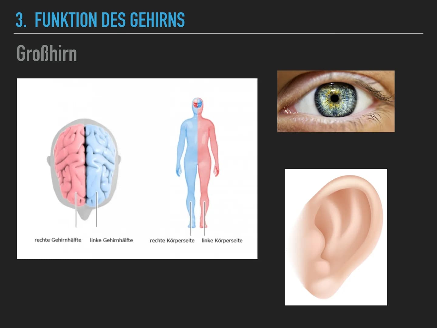<h2>Allgemeines zum Gehirn</h2>
<p>Das menschliche Gehirn wiegt ungefähr 1400 Gramm und steuert nahezu alle lebenswichtigen Funktionen. Es