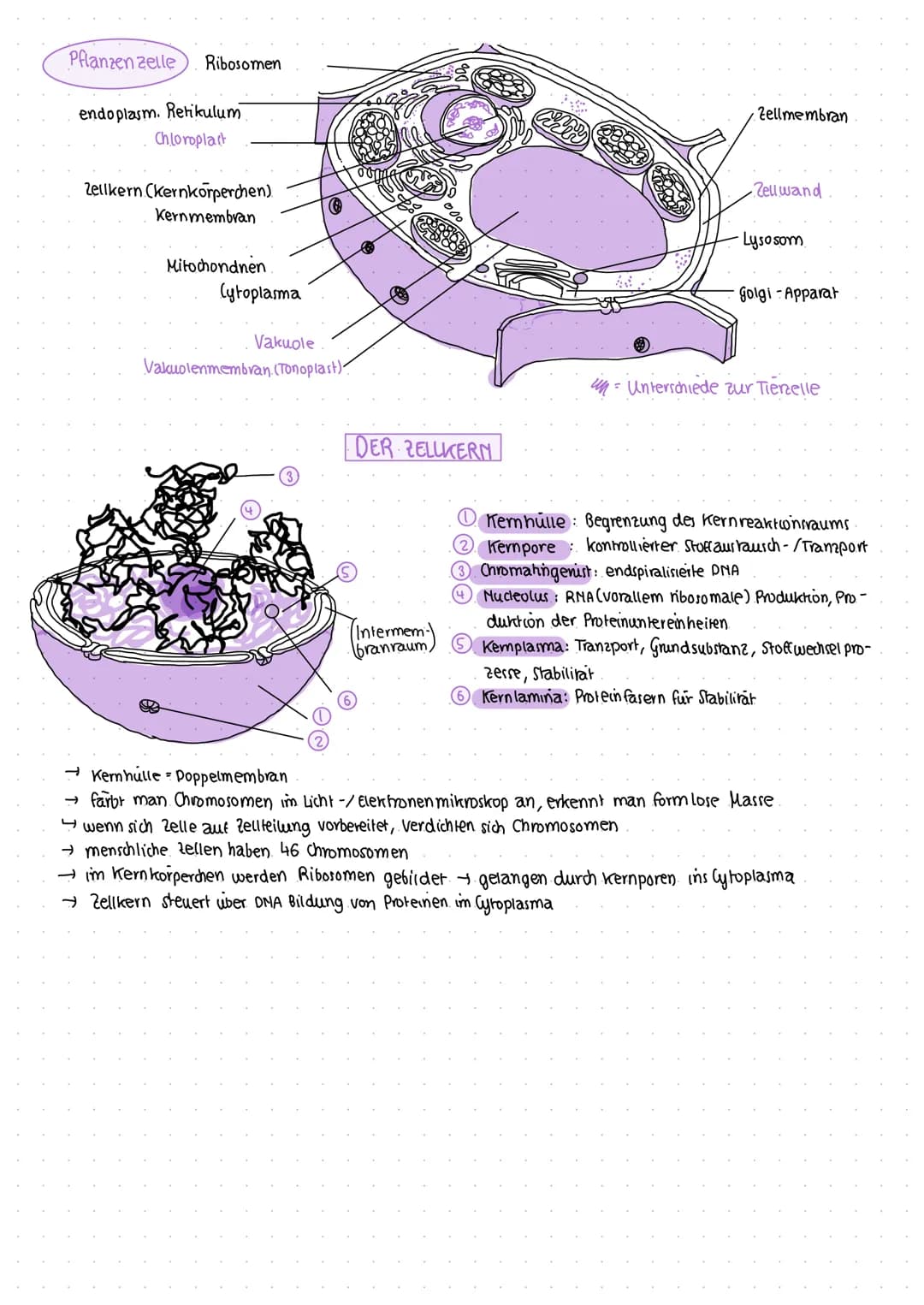 # Cytologie
## DEFINITION BIOLOGIE
Die Biologie ist eine Naturwissenschaft vom Lebendigen/von den Lebewesen. Sie versucht Phänomene der le