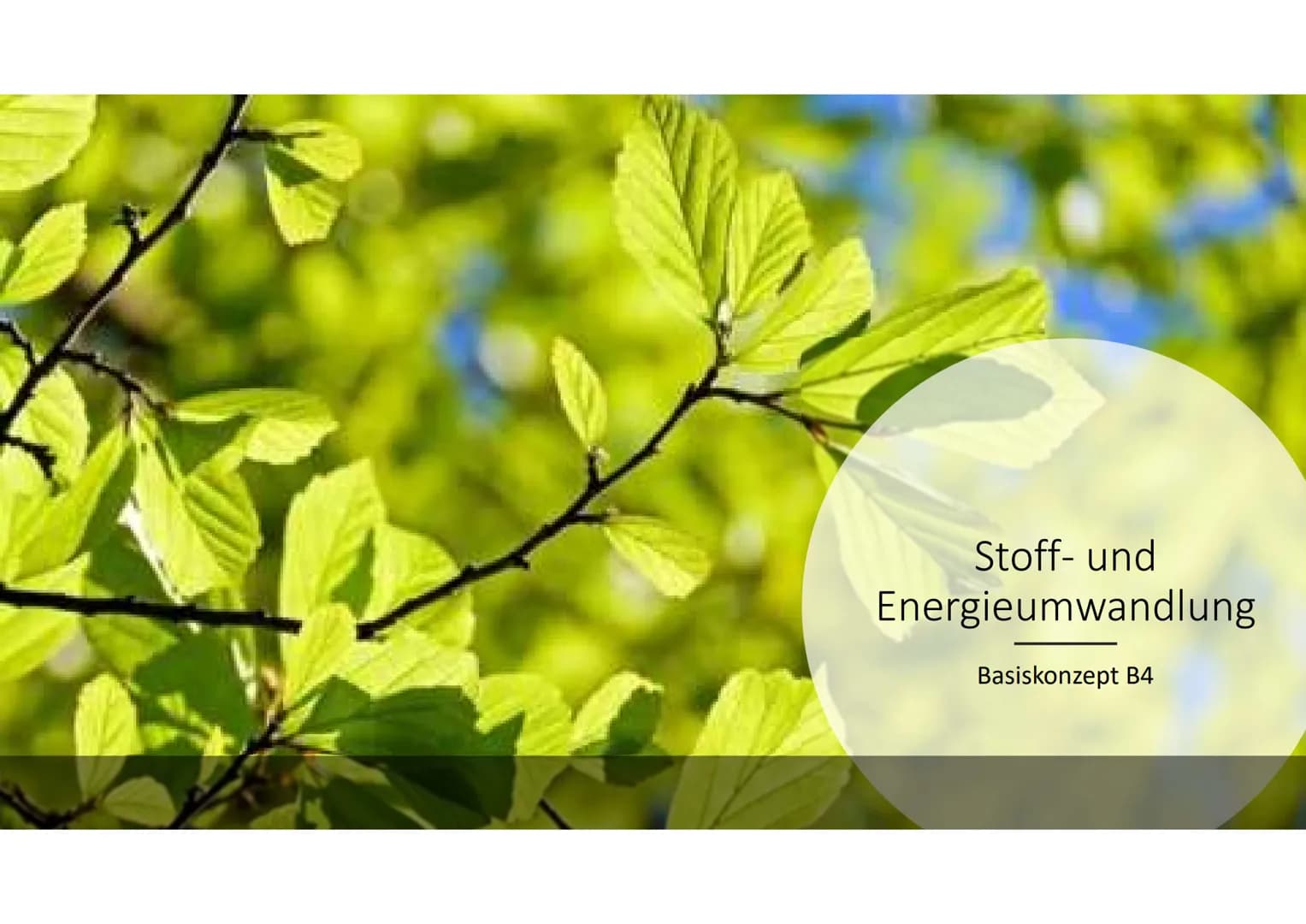 Stoff- und
Energieumwandlung
Basiskonzept B4 # Allgemeines
* Lebewesen-> offene Systeme
* Stoffaufnahme aus Umgebung
* Stoffumwandlung durch