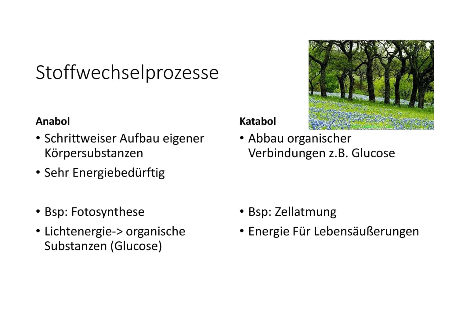 Stoff- und
Energieumwandlung
Basiskonzept B4 # Allgemeines
* Lebewesen-> offene Systeme
* Stoffaufnahme aus Umgebung
* Stoffumwandlung durch