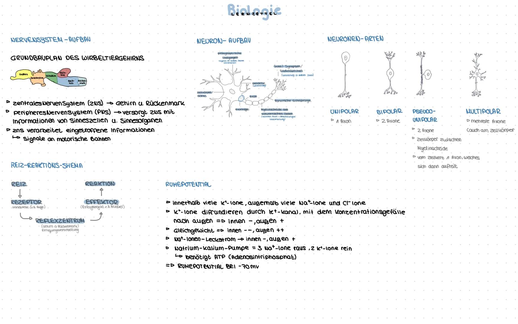 # Biologie
NERVENSYSTEM-AUFBAU
GRUNDBAUPLAN DES WIRBELTIERGEHIRNS
Großhirn
klein-
Mittelhim
schenbin
mark
NEURON-AUFBAU
präsynaptische