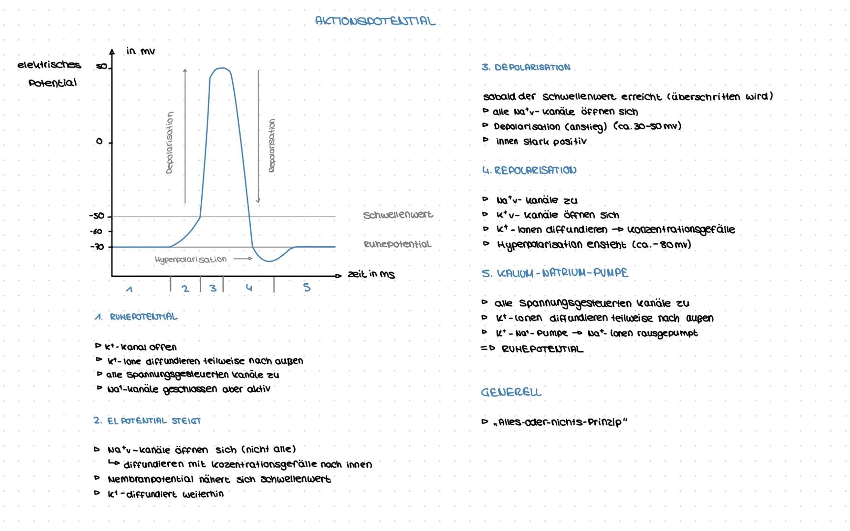 # Biologie
NERVENSYSTEM-AUFBAU
GRUNDBAUPLAN DES WIRBELTIERGEHIRNS
Großhirn
klein-
Mittelhim
schenbin
mark
NEURON-AUFBAU
präsynaptische