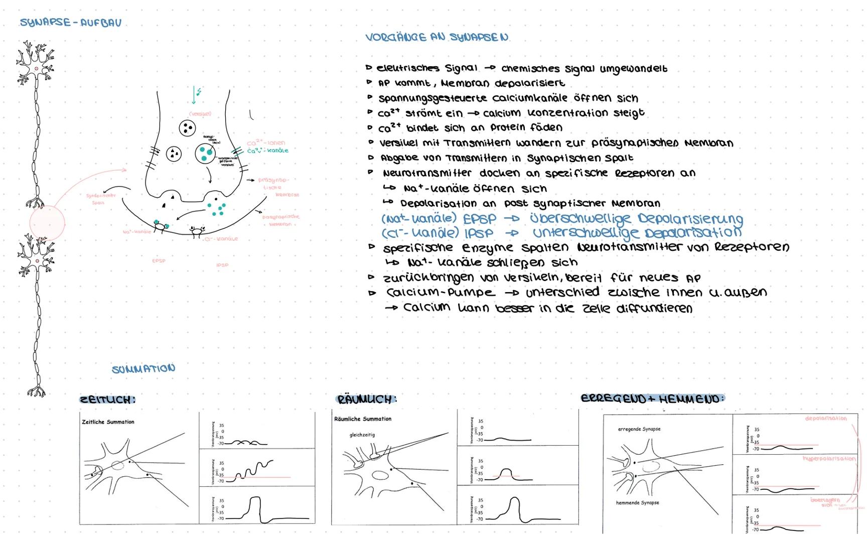 # Biologie
NERVENSYSTEM-AUFBAU
GRUNDBAUPLAN DES WIRBELTIERGEHIRNS
Großhirn
klein-
Mittelhim
schenbin
mark
NEURON-AUFBAU
präsynaptische