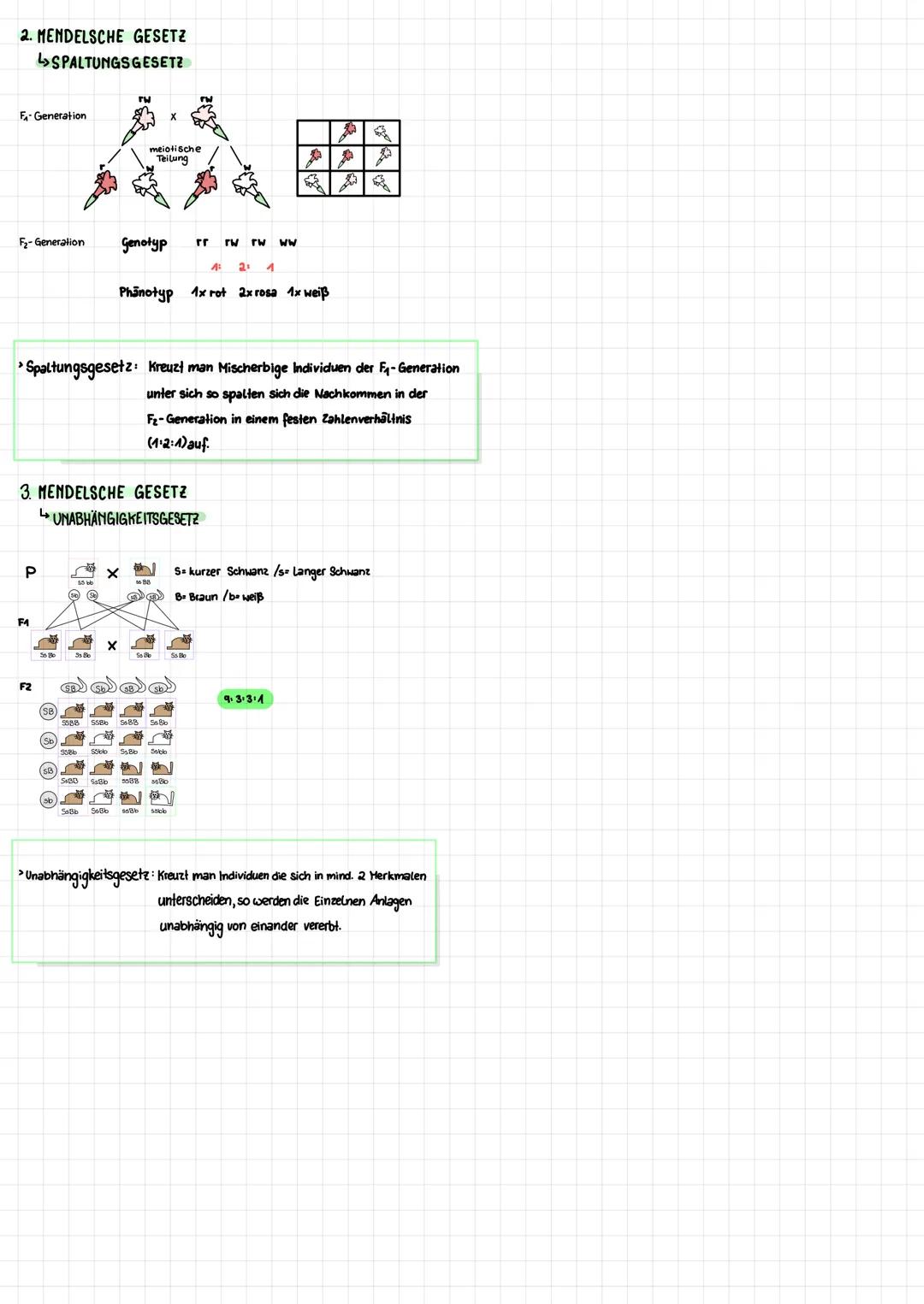 # Mendelsche Gesetze
Genetik
# WICHTIGE BEGRIFFE
- Dominantes Merkmal: Hervortretendes Merkmal,
das bei Hischerbigkeit gezeigt wird.
- Re