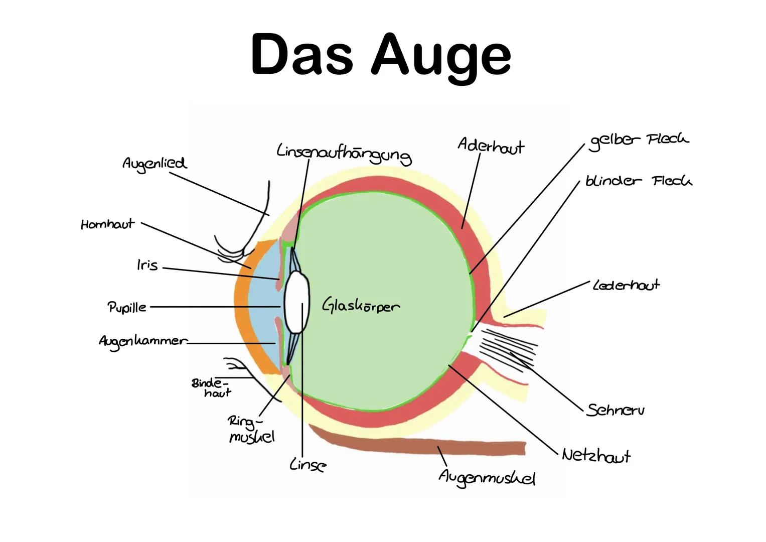 Augenlied
Hornhaut
Iris
Pupille
Augenkammer-
Binde.
haut
Das Auge
Ring-
mushel
Linsenaufhängung
Glaskörper
Linse
Aderhaut
Augenmuskel
gelber