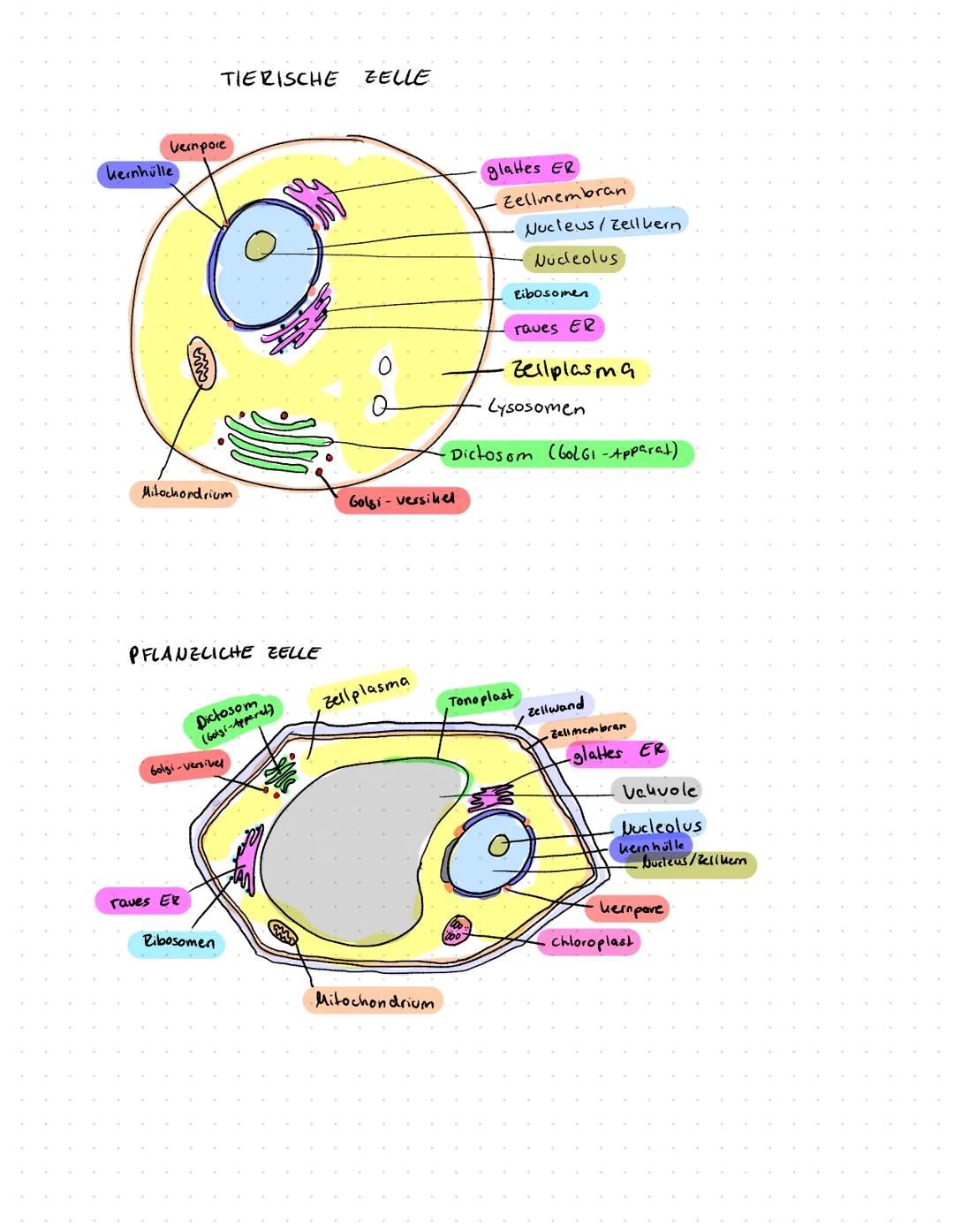 Vernpore
kernhülle
TIERISCHE ZELLE
Mitochondrium
PFLANZLICHE ZELLE
raves ER
Dictosom
(601gi-Apperal)
Golgi-versikel
Ribosomen
Fo
Golgi-versi