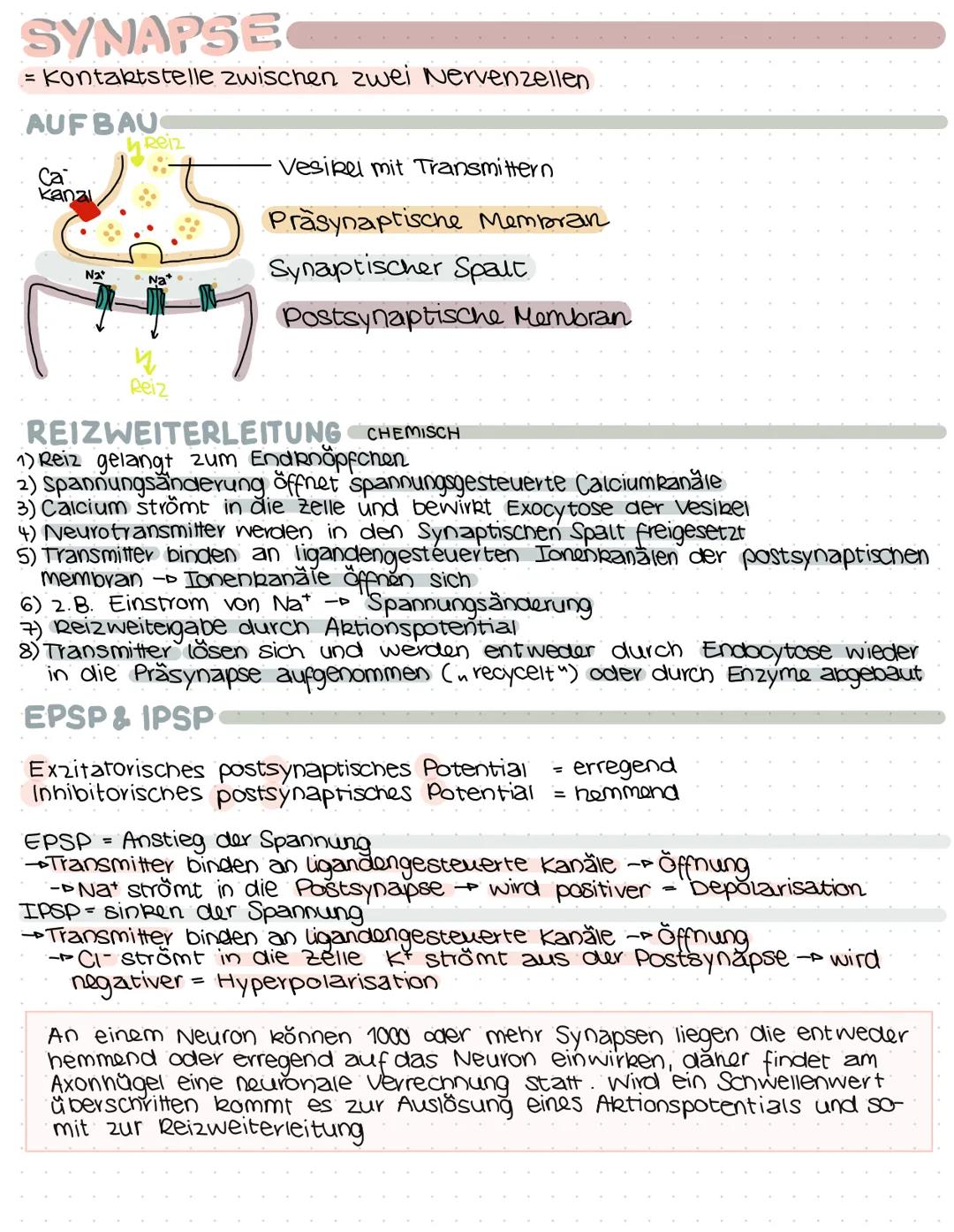 SYNAPSE
= Kontaktstelle zwischen zwei Nervenzellen
AUFBAU
Ca
kanal
N₂
Reiz
Na
Reiz
Vesikel mit Transmittern
Prasynaptische Membran
Synaptisc