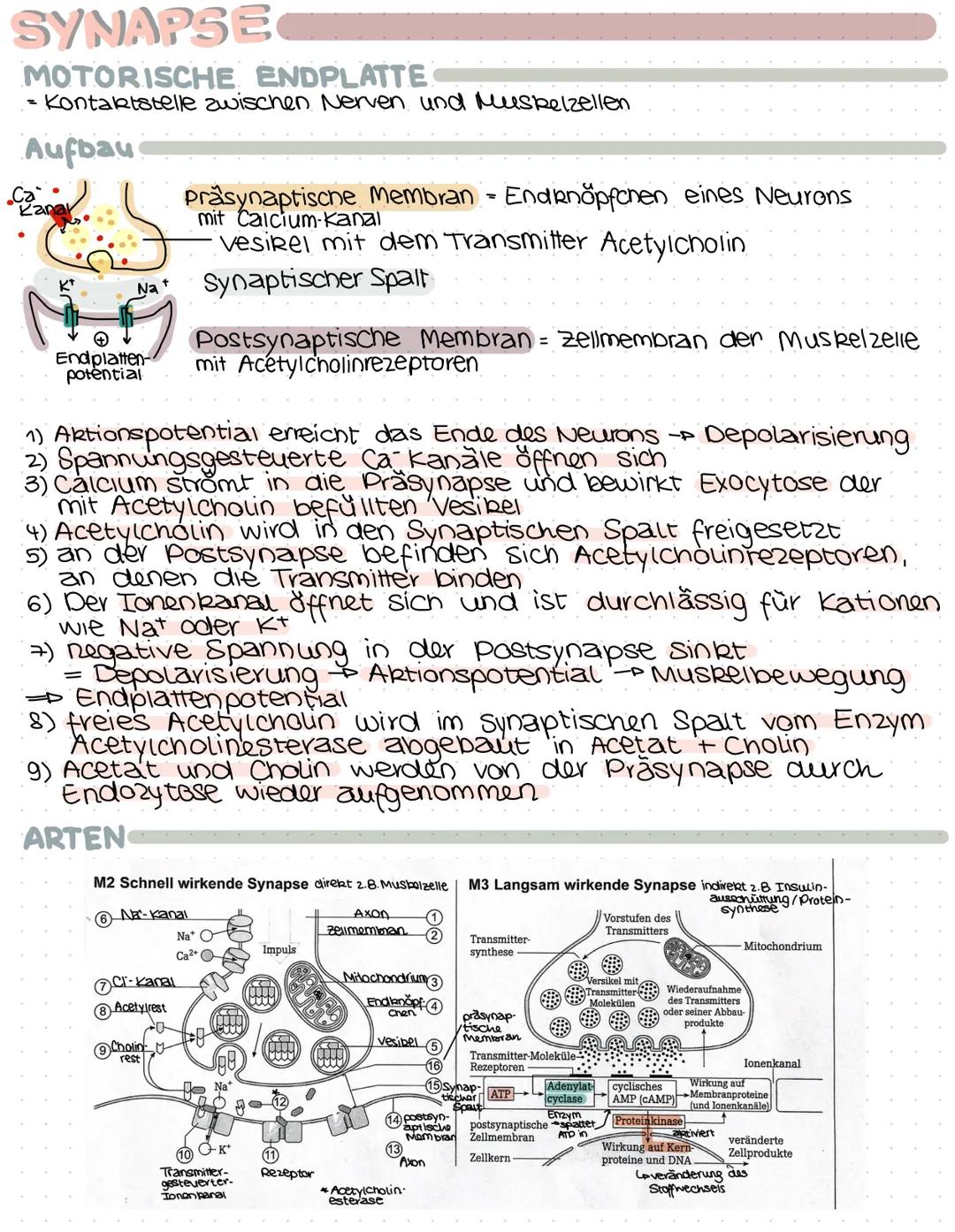 SYNAPSE
= Kontaktstelle zwischen zwei Nervenzellen
AUFBAU
Ca
kanal
N₂
Reiz
Na
Reiz
Vesikel mit Transmittern
Prasynaptische Membran
Synaptisc