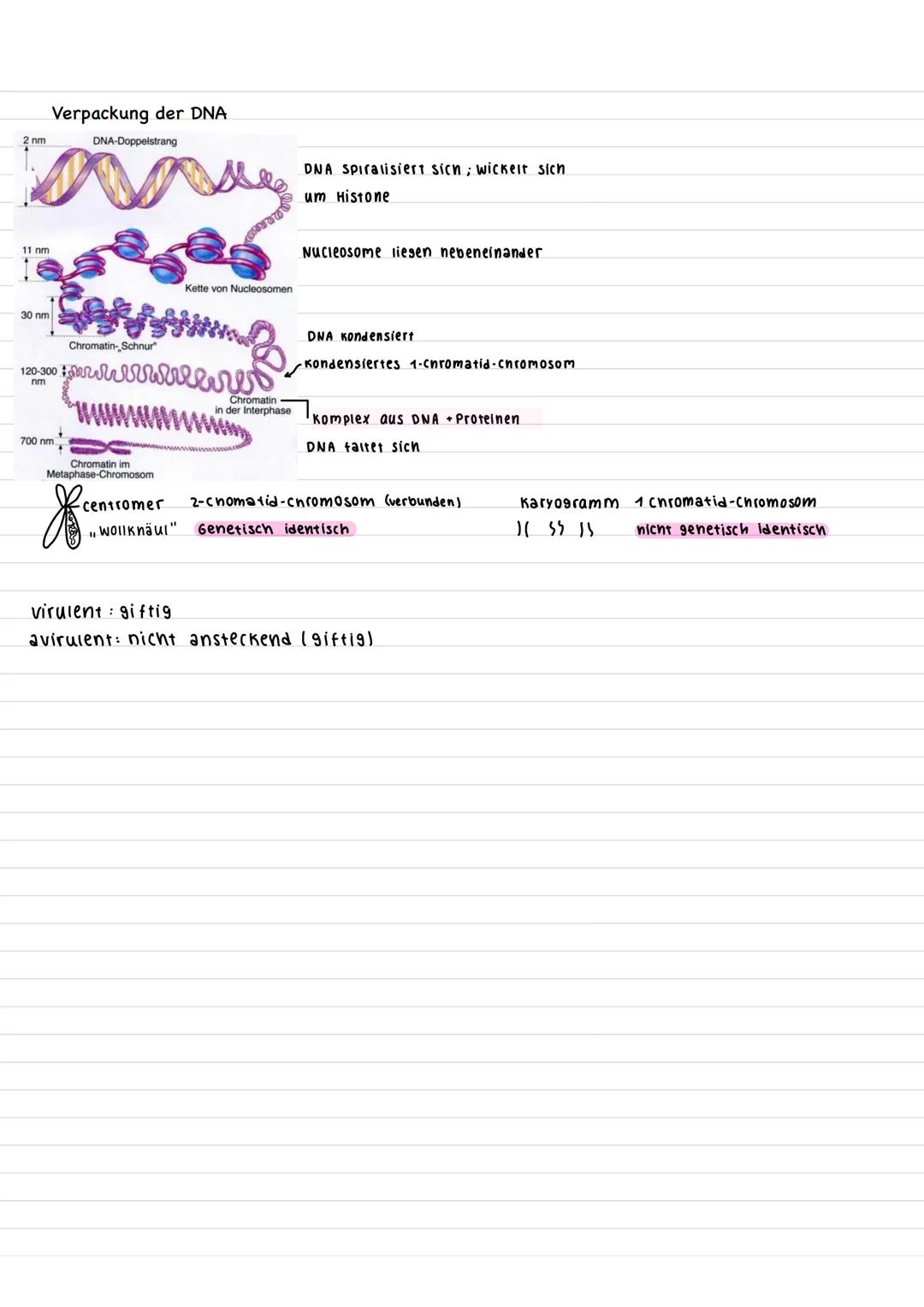 # Bau Procyte und Eucyte
Eucyte
-Pflanzenzelle Vacuole Tüpfel
Mittellamelle
Zellwand
Zelimembran
cytoplasma
Dictyosom
Nucleolus
Zelinern
b