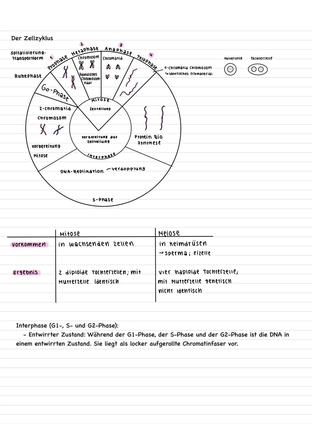 # Bau Procyte und Eucyte
Eucyte
-Pflanzenzelle Vacuole Tüpfel
Mittellamelle
Zellwand
Zelimembran
cytoplasma
Dictyosom
Nucleolus
Zelinern
b