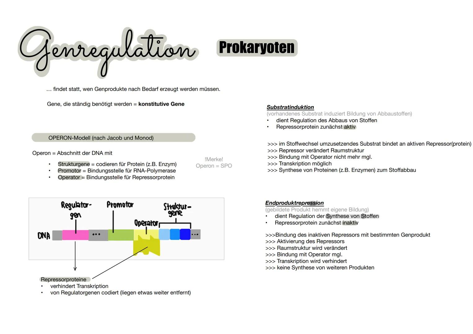 # Genregulation Prokaryoten
... findet statt, wen Genprodukte nach Bedarf erzeugt werden müssen.
Gene, die ständig benötigt werden = konst