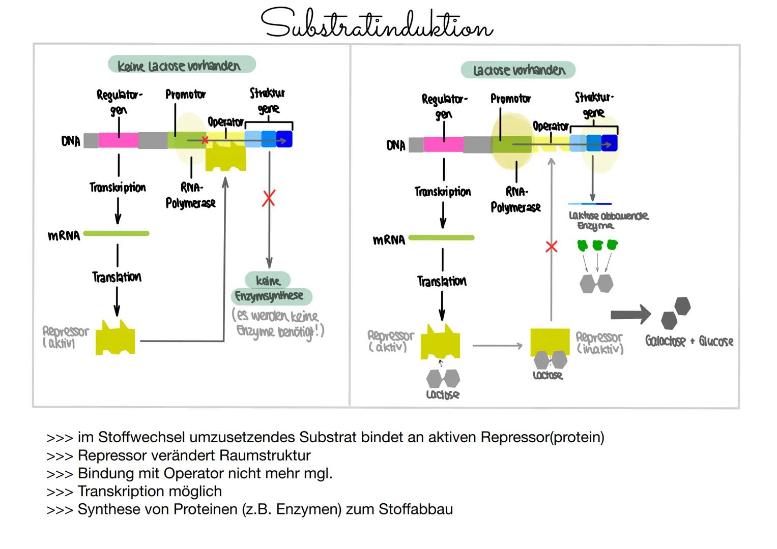 # Genregulation Prokaryoten
... findet statt, wen Genprodukte nach Bedarf erzeugt werden müssen.
Gene, die ständig benötigt werden = konst