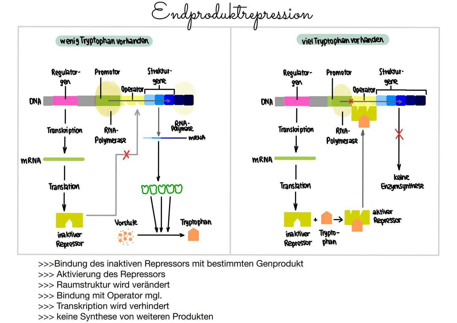 # Genregulation Prokaryoten
... findet statt, wen Genprodukte nach Bedarf erzeugt werden müssen.
Gene, die ständig benötigt werden = konst