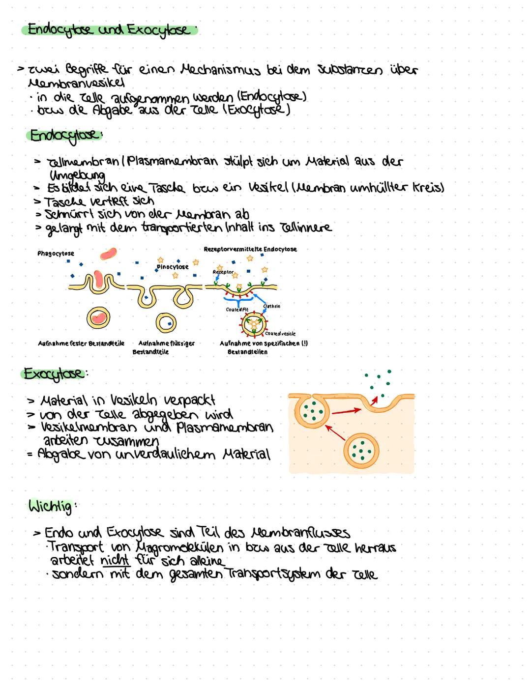 Endocytose und Exocylose.
> zwei Begriffe für einen Mechanismus bei dem Substanzen über
Membranvesikel
..in die relle aufgenommen werden (En
