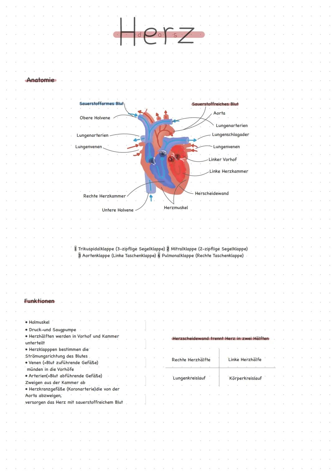 # Herz
Anatomie
Sauerstoffarmes Blut,
Obere Holvene
Lungenarterien
Lungenvenen
Rechte Herzkammer
Untere Holvene
Funktionen
* Holmus