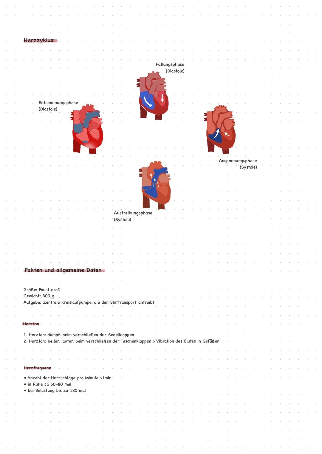 # Herz
Anatomie
Sauerstoffarmes Blut,
Obere Holvene
Lungenarterien
Lungenvenen
Rechte Herzkammer
Untere Holvene
Funktionen
* Holmus