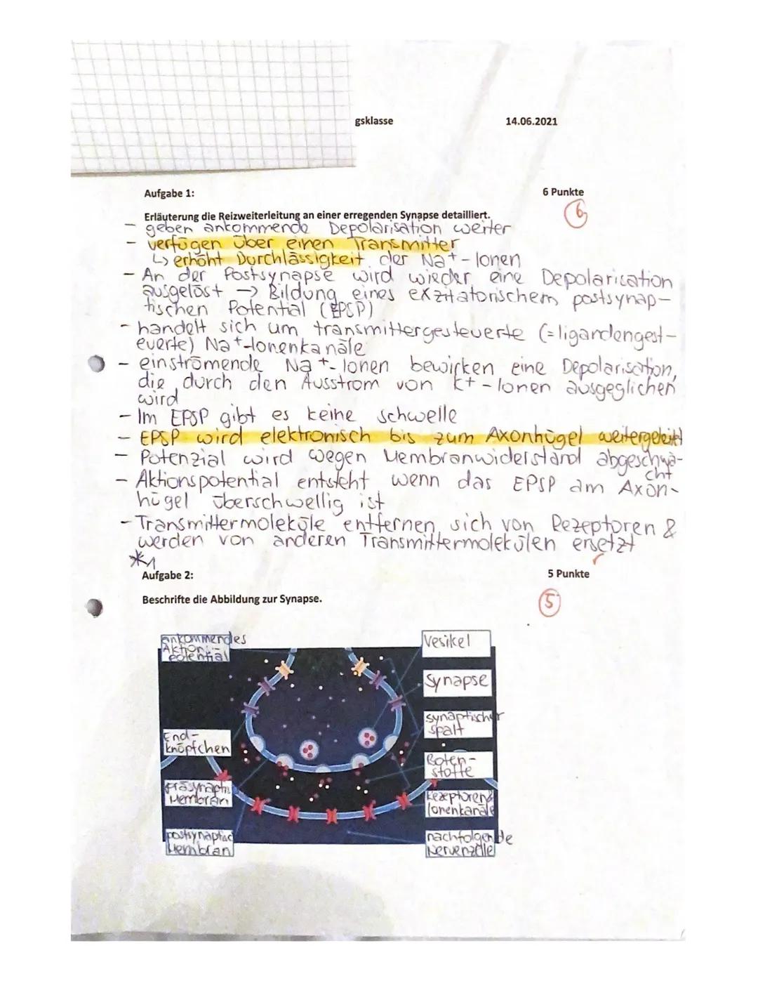 Nervensystem - 15P. Klausur