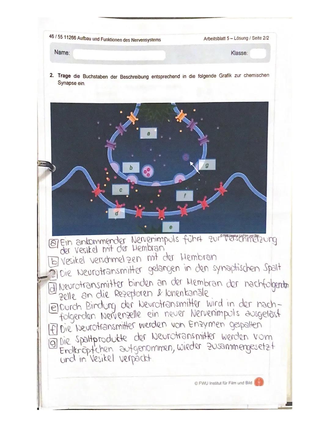gsklasse
14.06.2021
Aufgabe 1:
Erläuterung die Reizweiterleitung an einer erregenden Synapse detailliert.
- geben ankommende Depolarisation