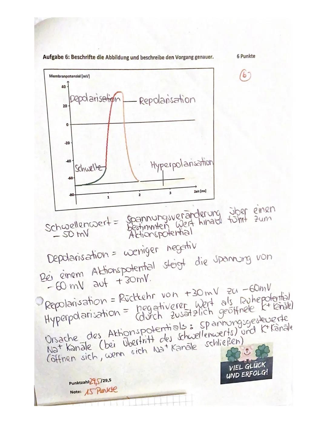 gsklasse
14.06.2021
Aufgabe 1:
Erläuterung die Reizweiterleitung an einer erregenden Synapse detailliert.
- geben ankommende Depolarisation