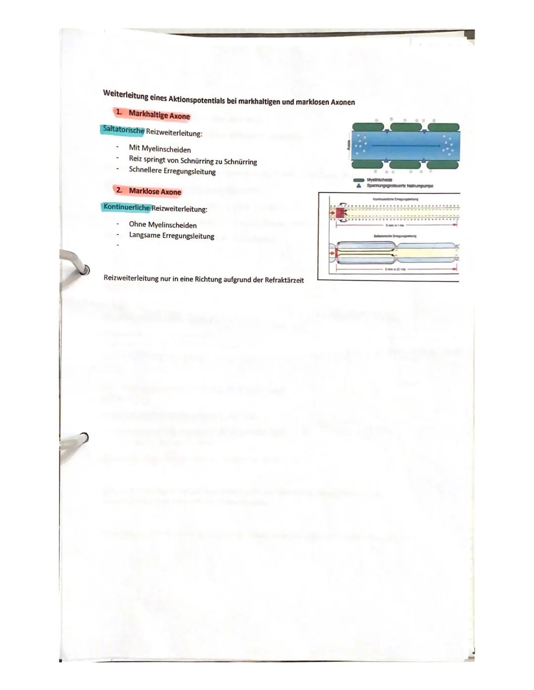 gsklasse
14.06.2021
Aufgabe 1:
Erläuterung die Reizweiterleitung an einer erregenden Synapse detailliert.
- geben ankommende Depolarisation