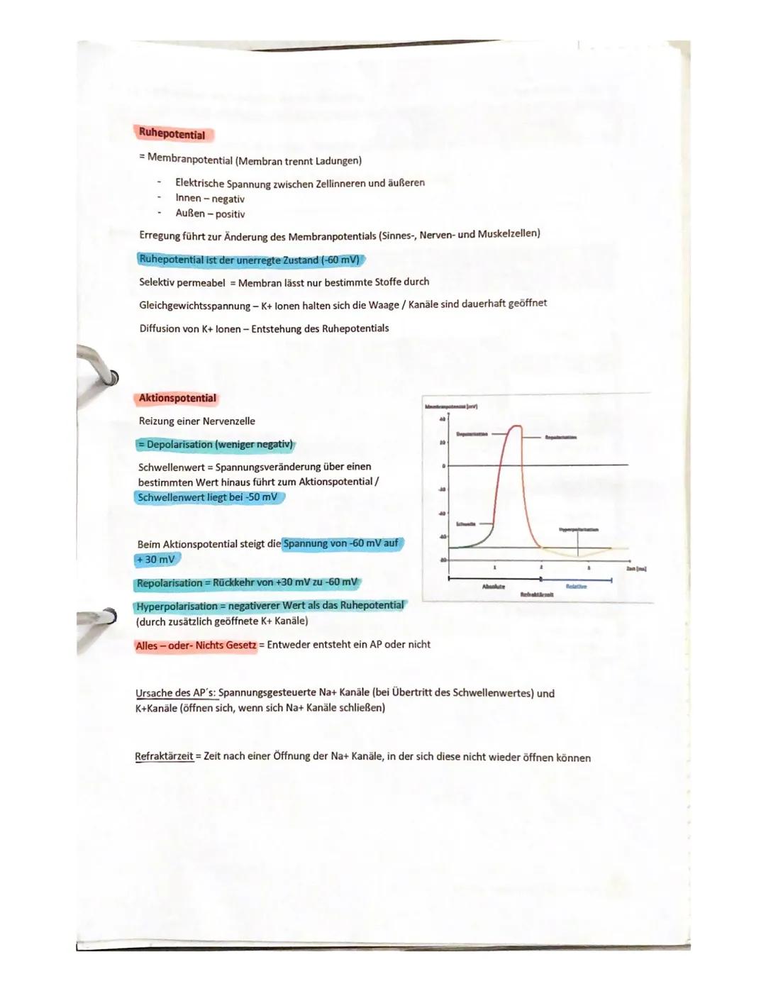 gsklasse
14.06.2021
Aufgabe 1:
Erläuterung die Reizweiterleitung an einer erregenden Synapse detailliert.
- geben ankommende Depolarisation