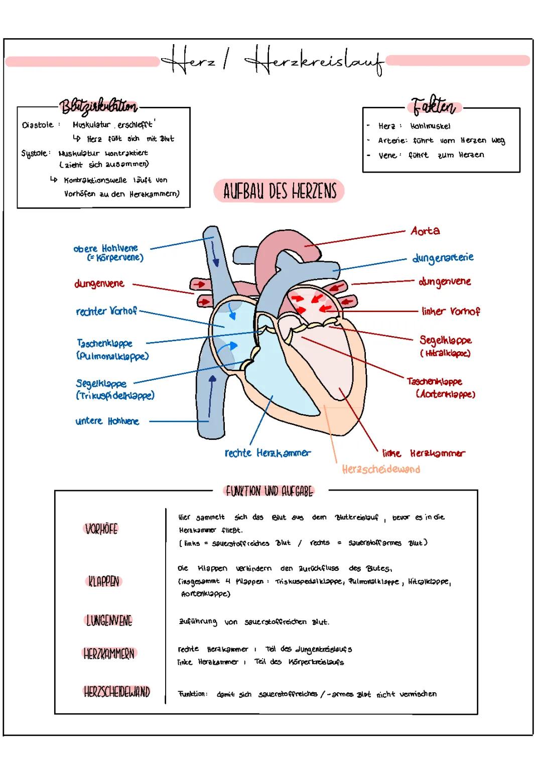 Aufbau und Zusammenfassung vom Herz