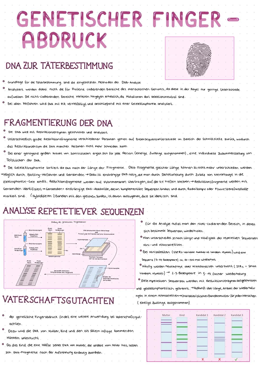 # GENETISCHER FINGER -
ABDRUCK
DNA ZUR TÄTERBESTIMMUNG
• Grundlage für die Tölerbestimmung sind die eingesetzten Methoden der. DNA-Analyse