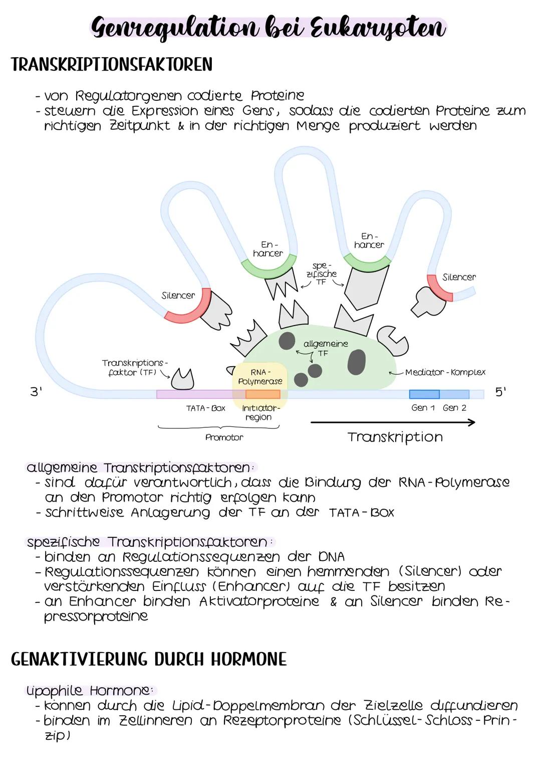 Genregulation bei Eukaryoten
TRANSKRIPTIONSFAKTOREN
- von Regulatorgenen codierte Proteine
- steuern die Expression eines Gens, sodass die c