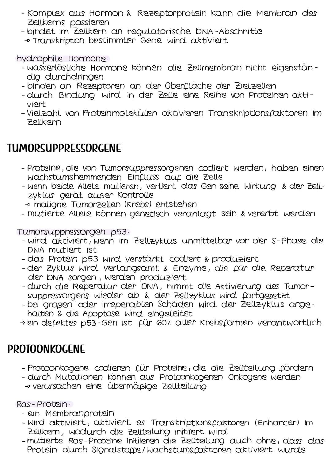 Genregulation bei Eukaryoten
TRANSKRIPTIONSFAKTOREN
- von Regulatorgenen codierte Proteine
- steuern die Expression eines Gens, sodass die c