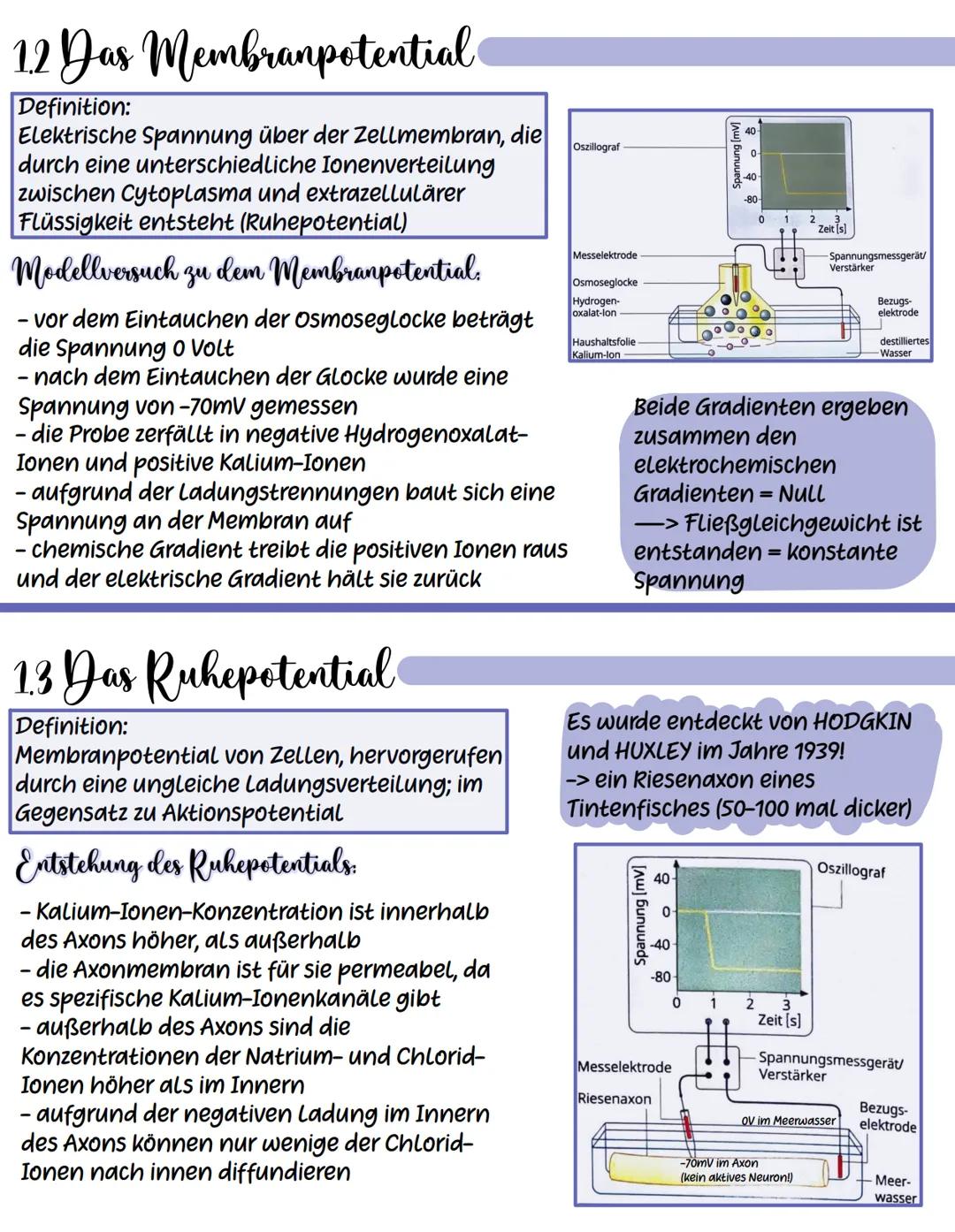 1.1 Bau und Funktion von Nervenzellen.
Dictyosom
Verpackung von
Proteinen-
ER
Zellkörper
Lysosom
Funktion
Signalaufnahme
transport im Axon: