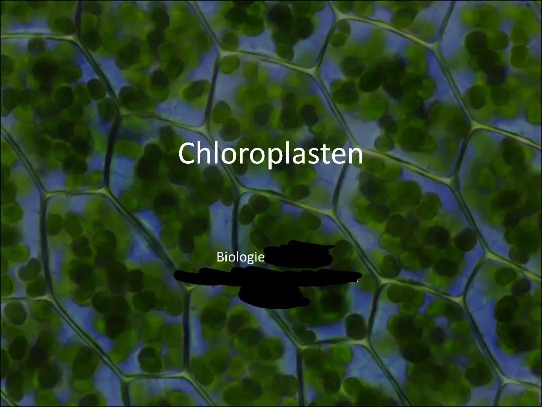 Chloroplasten