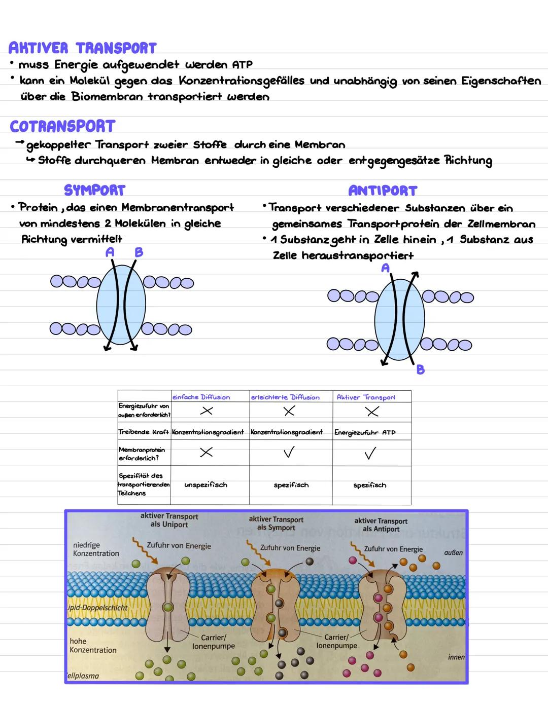 # AKTIVER TRANSPORT
* muss Energie aufgewendet werden ATP
* kann ein Molekül gegen das Konzentrationsgefälles und unabhängig von seinen Eige