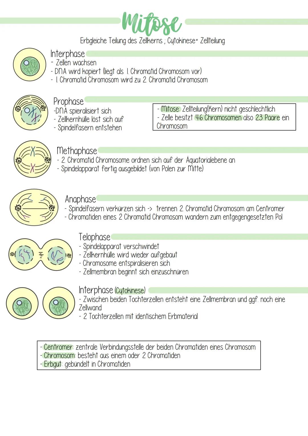# Mitose
Erbgleiche Teilung des Zellkerns, Cytokinese Zellteilung
Interphase
- Zellen wachsen
- DNA wird kopiert (liegt als 1. Chromatid Ch