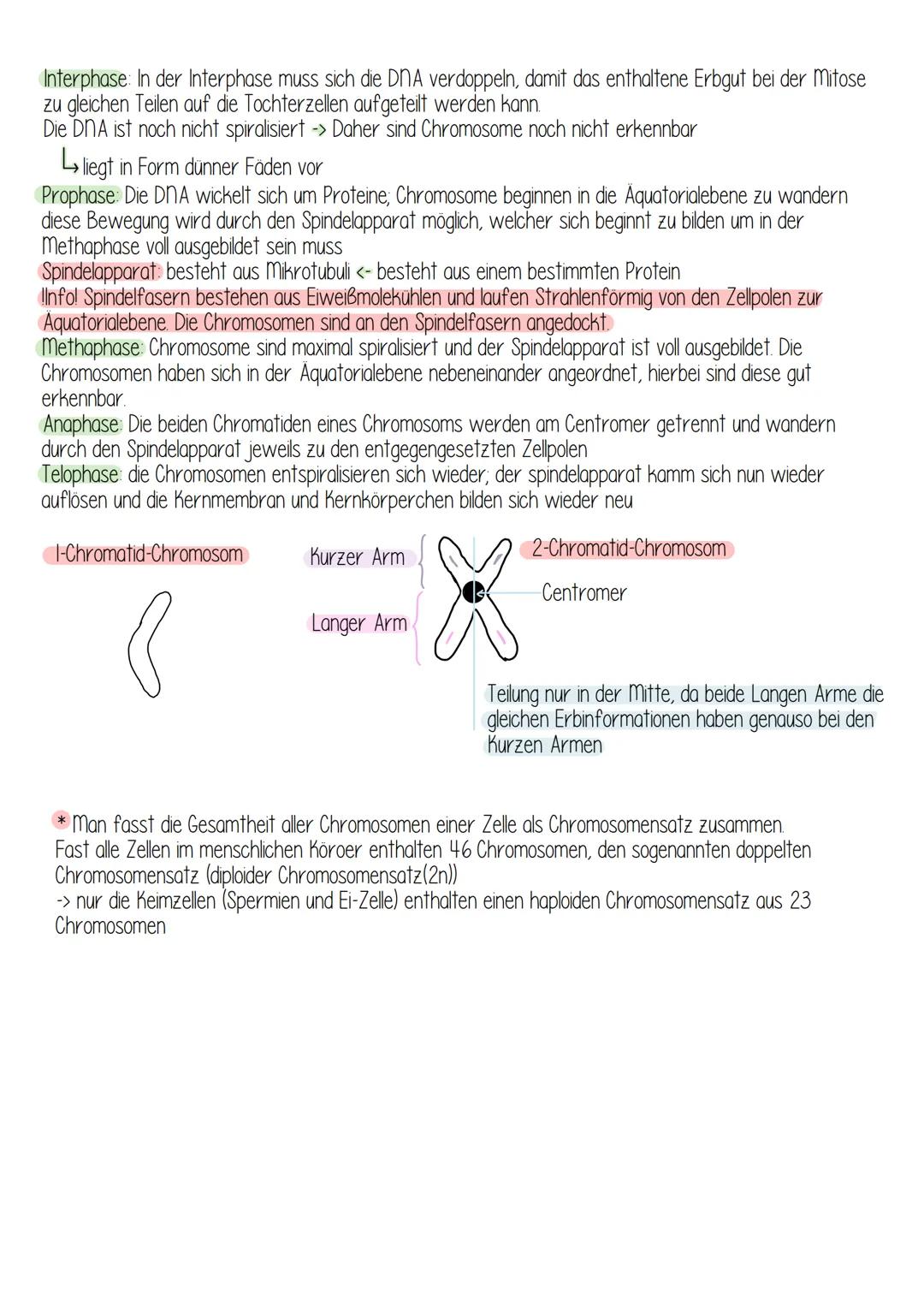 # Mitose
Erbgleiche Teilung des Zellkerns, Cytokinese Zellteilung
Interphase
- Zellen wachsen
- DNA wird kopiert (liegt als 1. Chromatid Ch