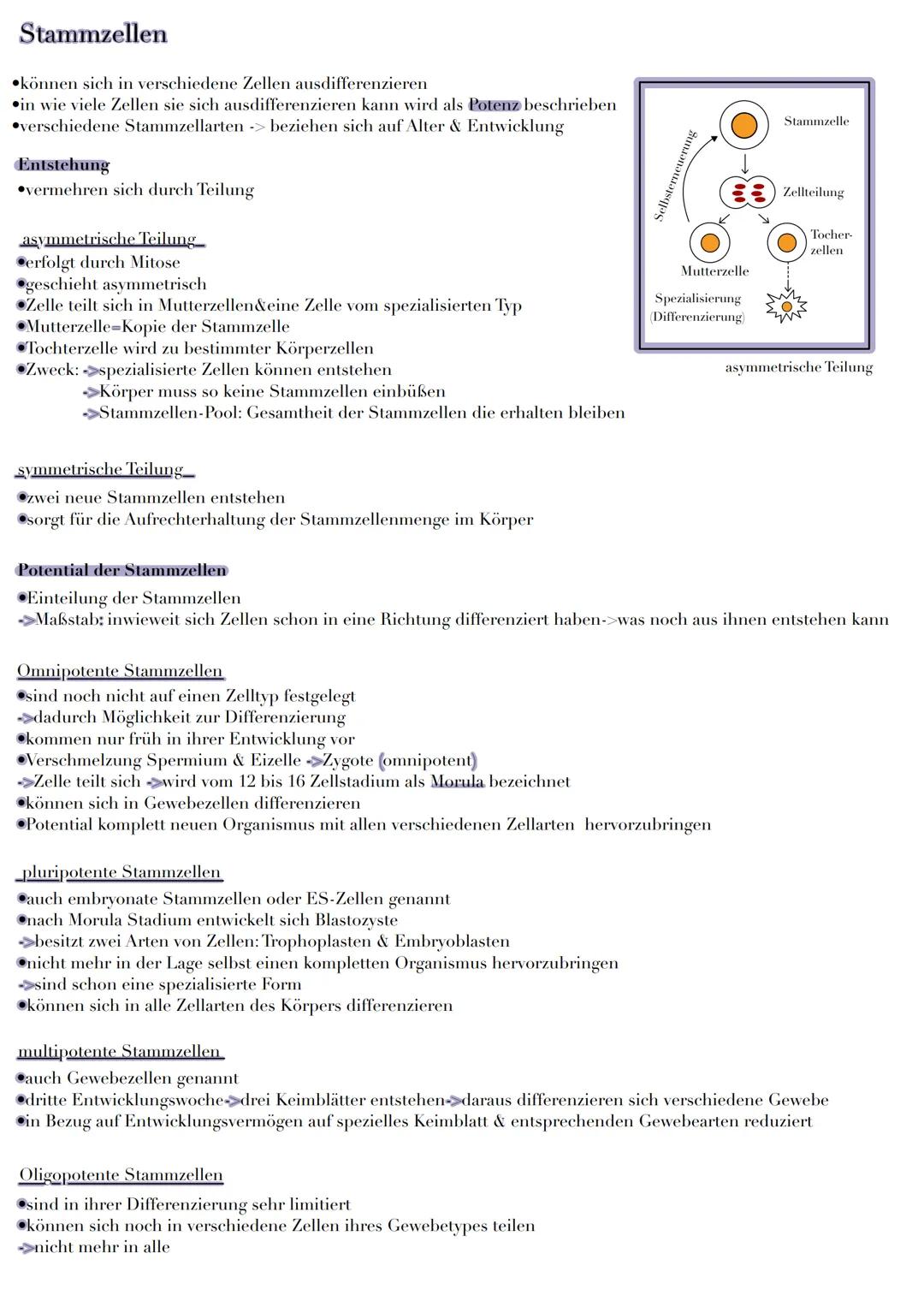 # Stammzellen
⚫können sich in verschiedene Zellen ausdifferenzieren
⚫in wie viele Zellen sie sich ausdifferenzieren kann wird als Potenz be