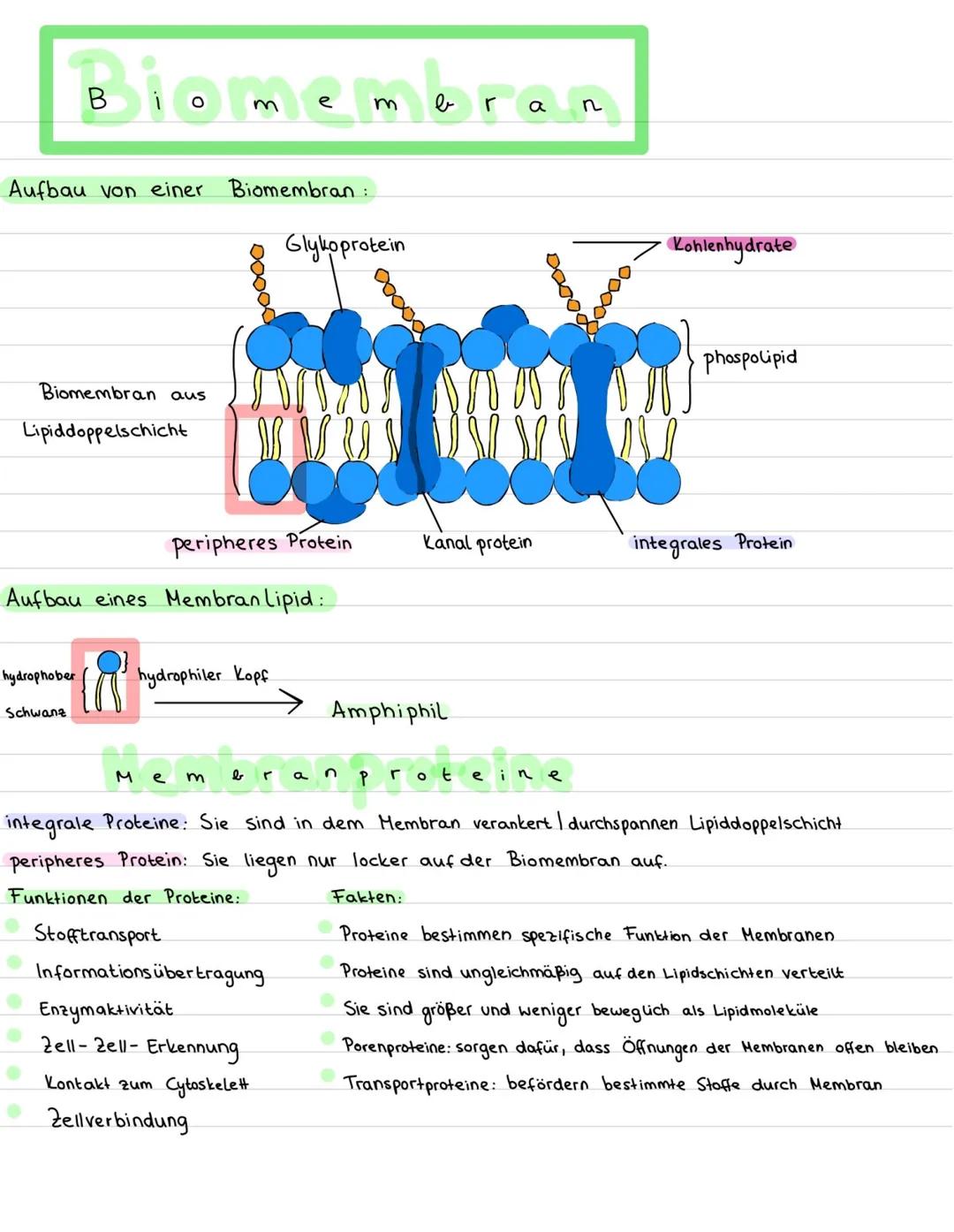 B
Ο
m
e
m
b
a
n
Aufbau von einer Biomembran:
Glykoprotein
00000
00000
20000
80000
Kohlenhydrate
phospolipid
Biomembran aus
Lipiddoppel