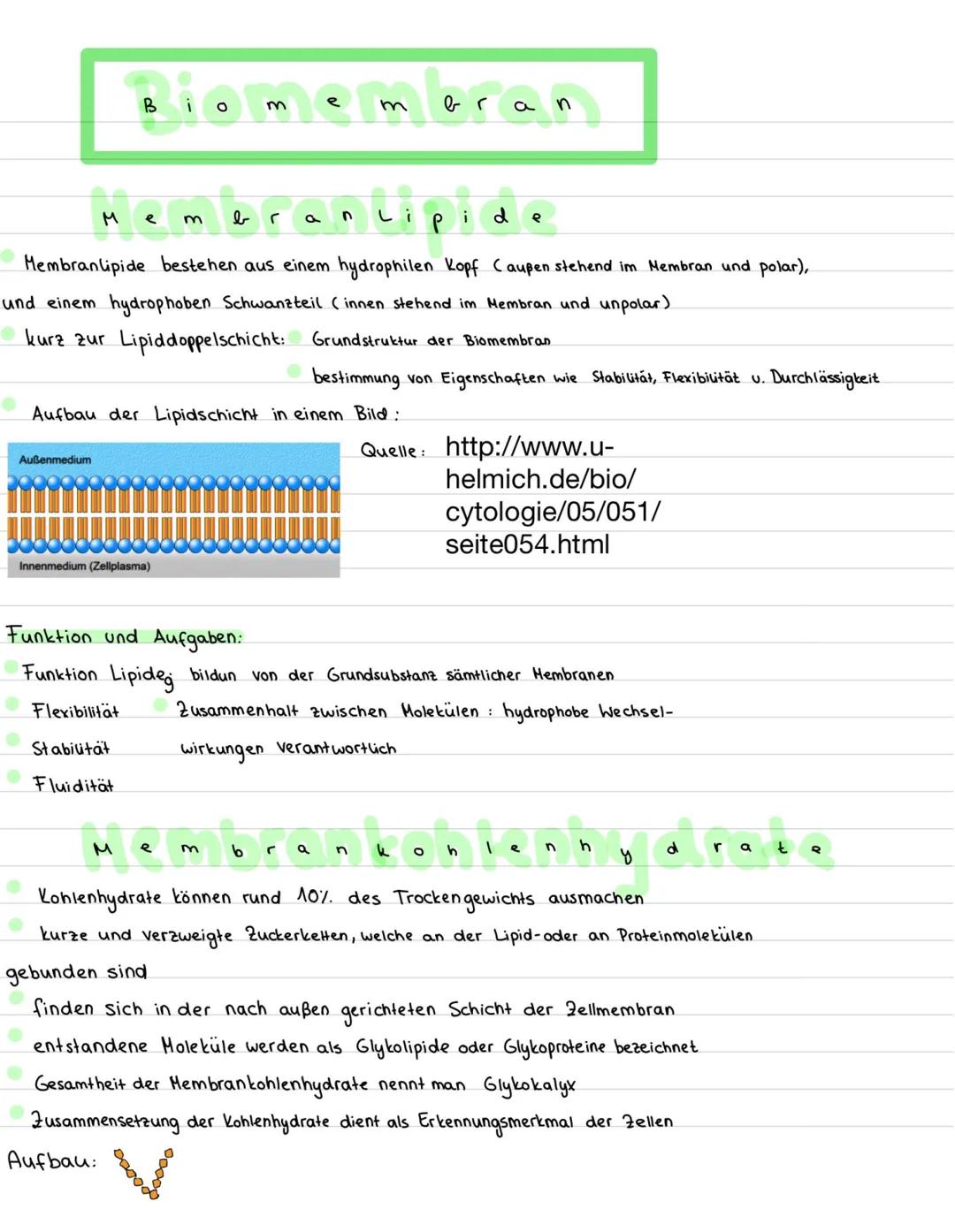 B
Ο
m
e
m
b
a
n
Aufbau von einer Biomembran:
Glykoprotein
00000
00000
20000
80000
Kohlenhydrate
phospolipid
Biomembran aus
Lipiddoppel