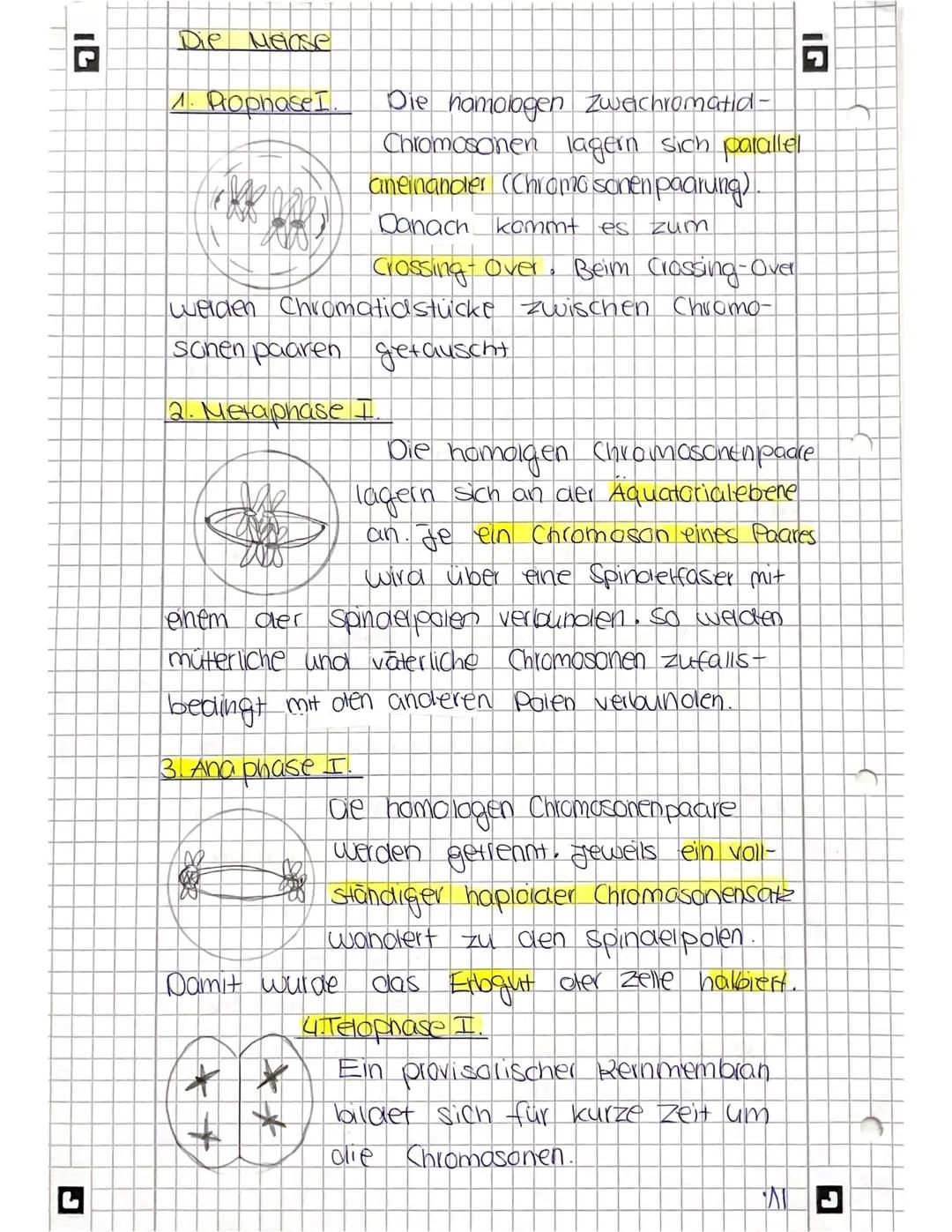 Die Meinse
1. Prophase I
Die hamologen zweichromatid-
Chromosonen lagern sich parallel
aneinander (Chromosonen paarung)
Danach kommt es zum