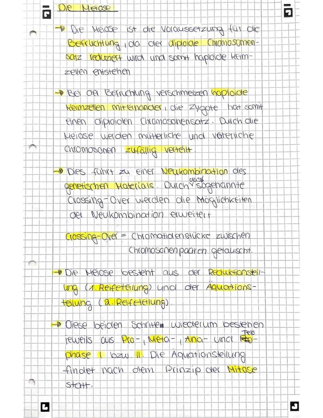 Die Meinse
1. Prophase I
Die hamologen zweichromatid-
Chromosonen lagern sich parallel
aneinander (Chromosonen paarung)
Danach kommt es zum