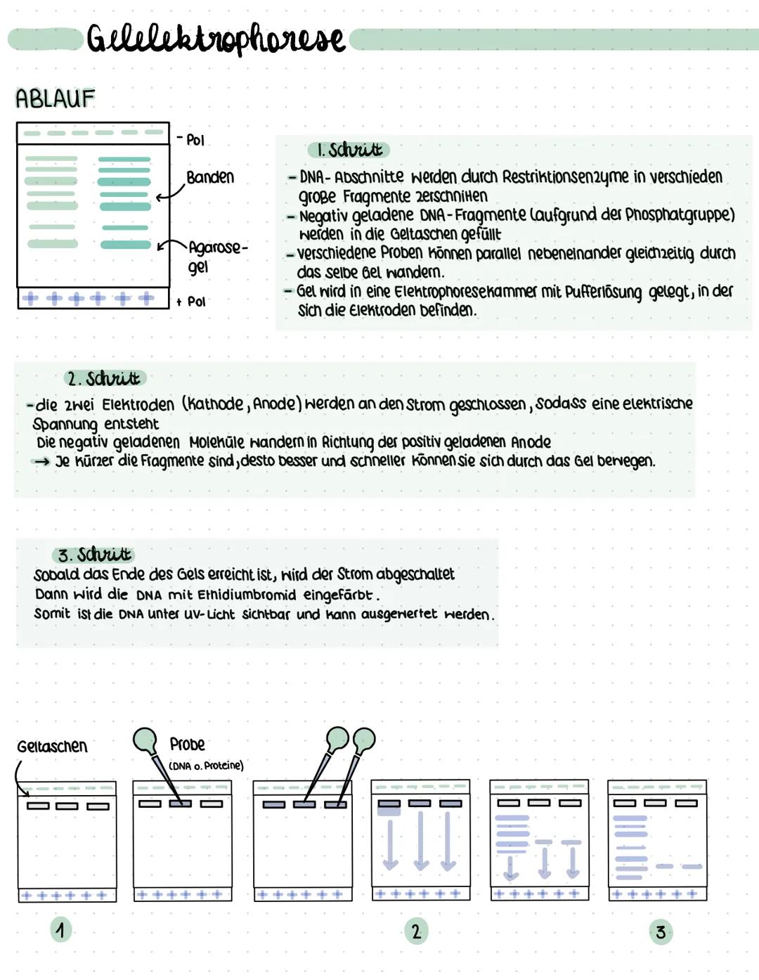Gelelektrophorese
ABLAUF
- Pol
Banden
Agarose-
gel
Geltaschen
+ Pol
1. Schritt
-DNA-Abschnitte werden durch Restriktionsenzyme in verschiede